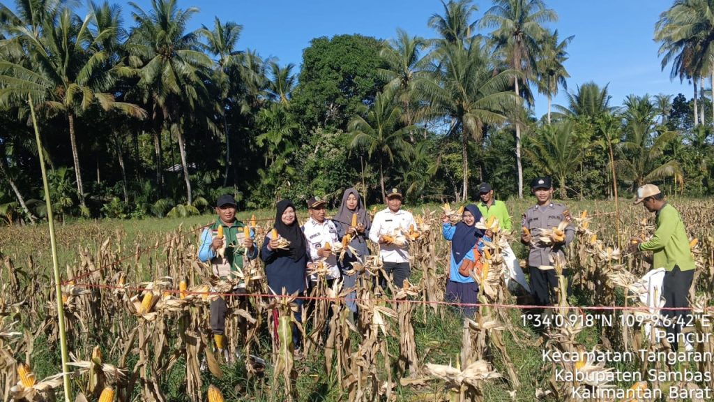 Panen jagung dipimpin langsung Camat Tangaran yang diwakilkan Kepala Seksi Pemberdayaan Masyarakat dan Desa Kec Tangaran bersama Kades Arung Medang